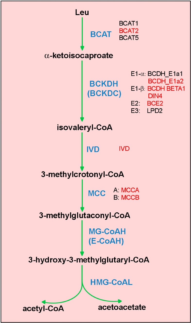 Articulation of three core metabolic processes in Arabidopsis Fatty