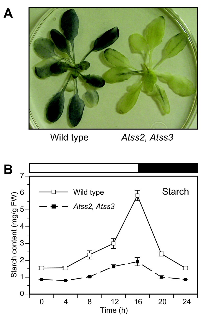 Overlapping functions of the starch synthases SSII and