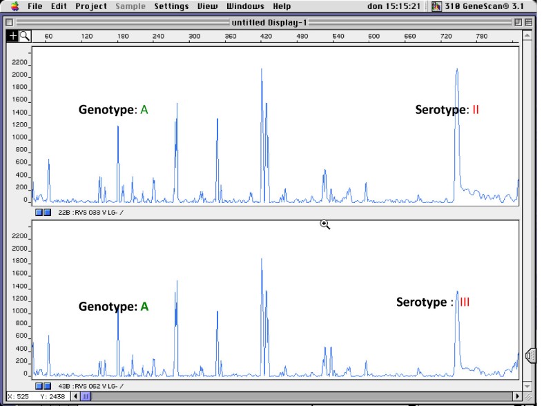 Genotyping Of Streptococcus Agalactiae Group B Streptococci Isolated