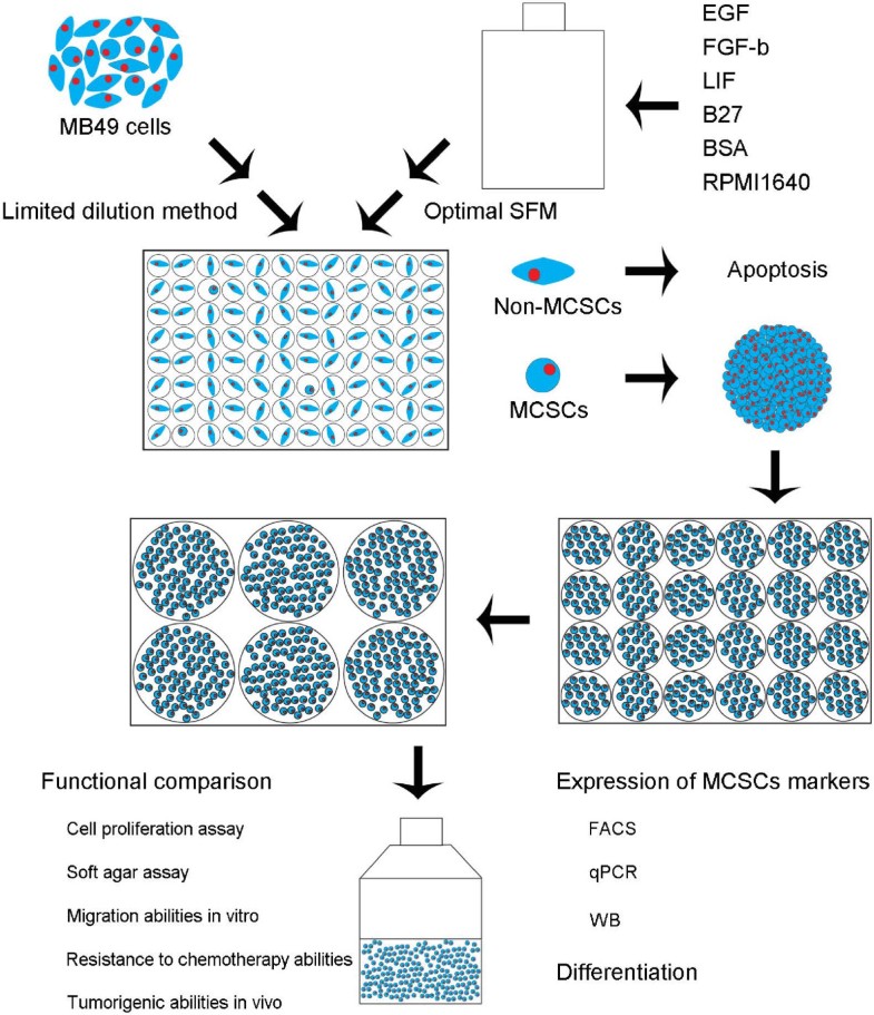 A modified method for isolation of bladder cancer stem cells from a ...