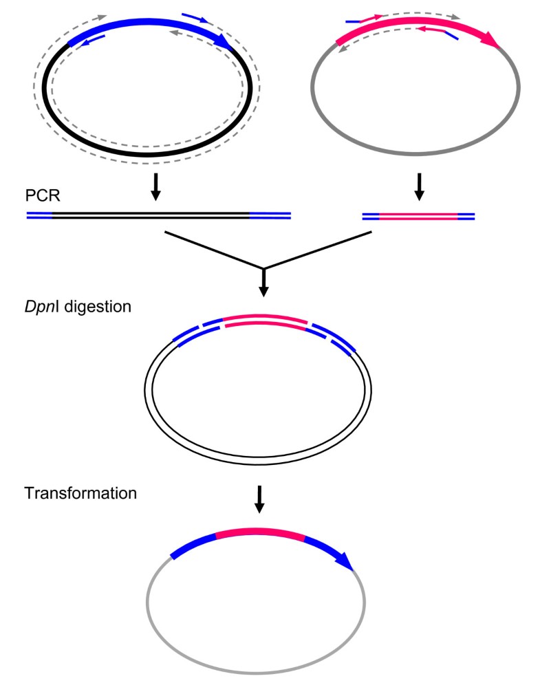 FastCloning a highly simplified, purificationfree, sequence and