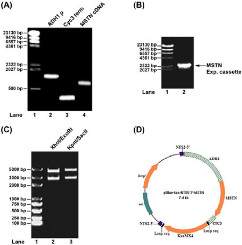 A vaccine grade of yeast Saccharomyces cerevisiae expressing mammalian