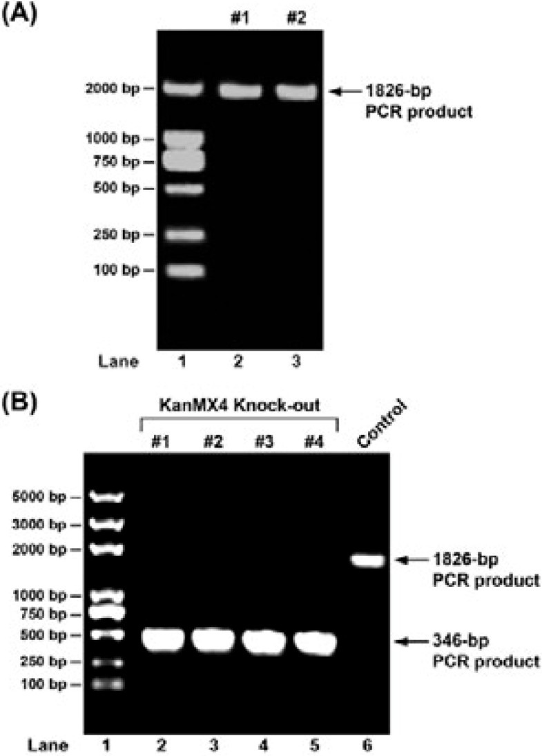 A vaccine grade of yeast Saccharomyces cerevisiae expressing mammalian