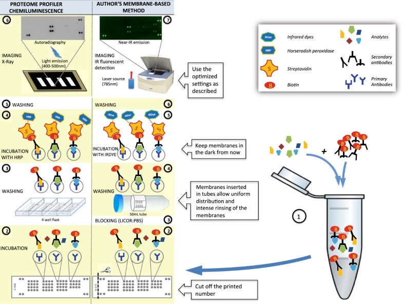 Improving membrane based multiplex immunoassays for semiquantitative