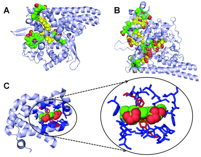 Structural analysis of heme proteins implications for design and
