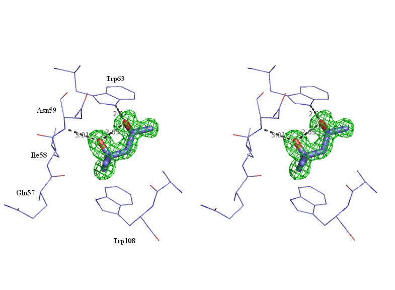 Protecting role of cosolvents in protein denaturation by SDS a