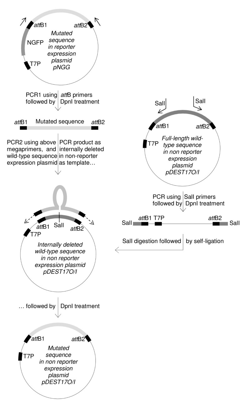 One step Generation Of Error prone PCR Libraries Using Gateway 