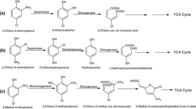 chloroquine resistente bakterien dissertation