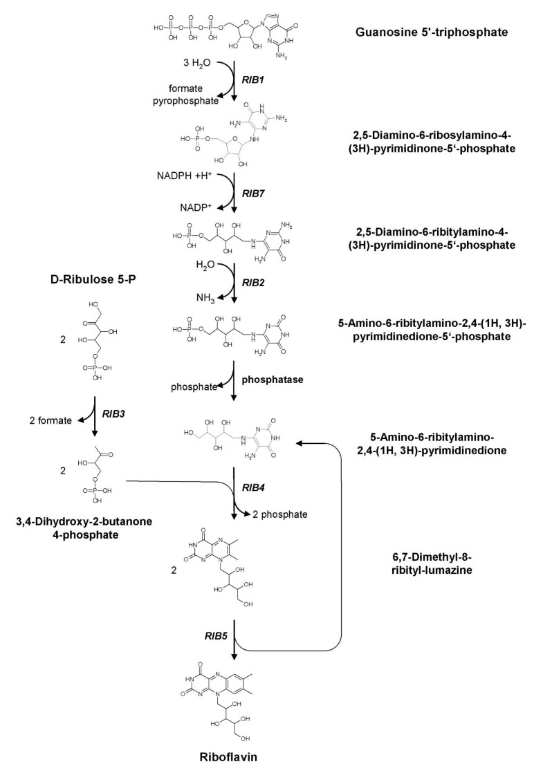 Overexpression of the riboflavin biosynthetic pathway in Pichia