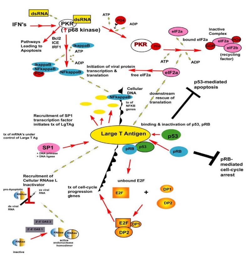 Transformation of SV40-immortalized human uroepithelial cells by 3