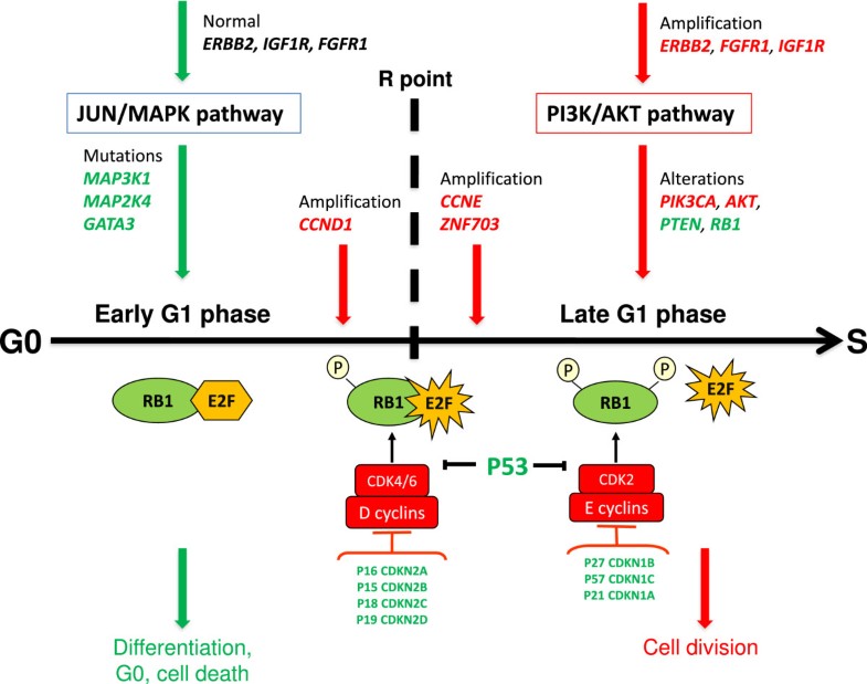 Signaling pathway switch in breast cancer Cancer Cell International