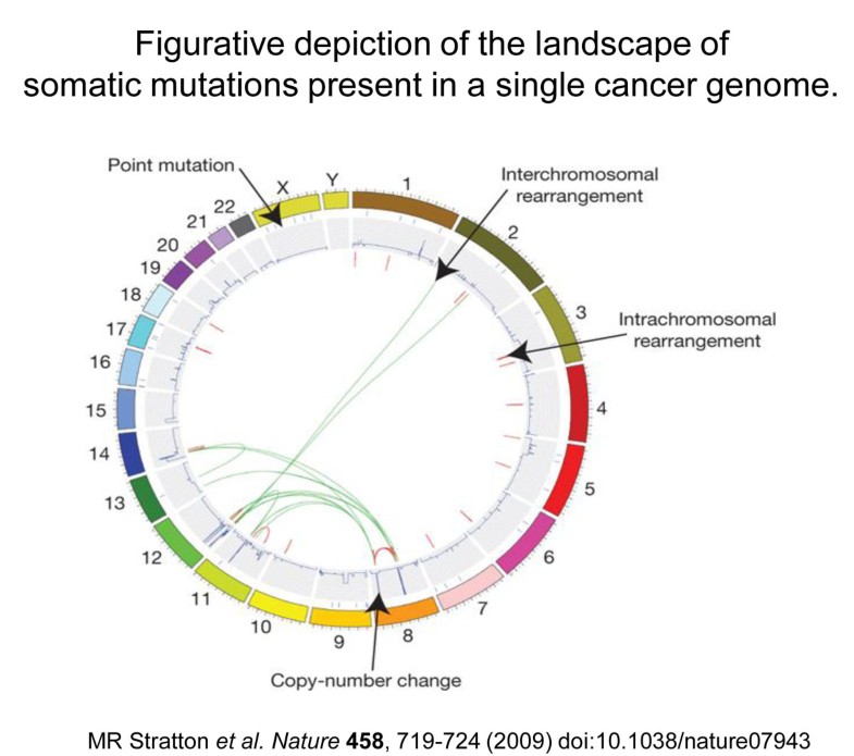Somatic mutations in cancer development Environmental Health Full Text
