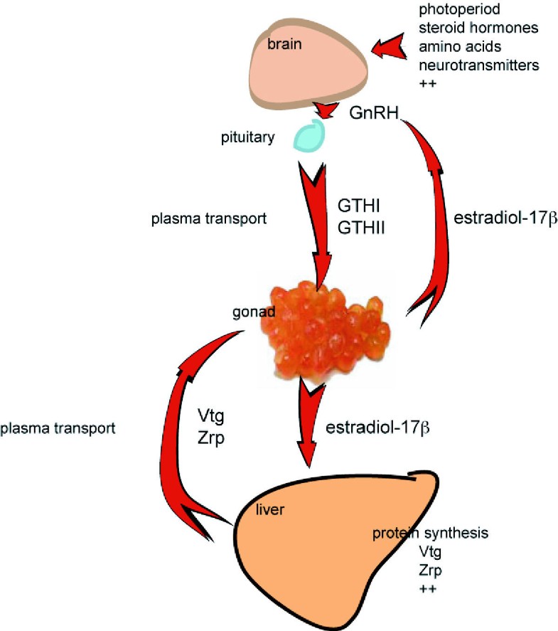 Eggshell and egg yolk proteins in fish hepatic proteins for the next