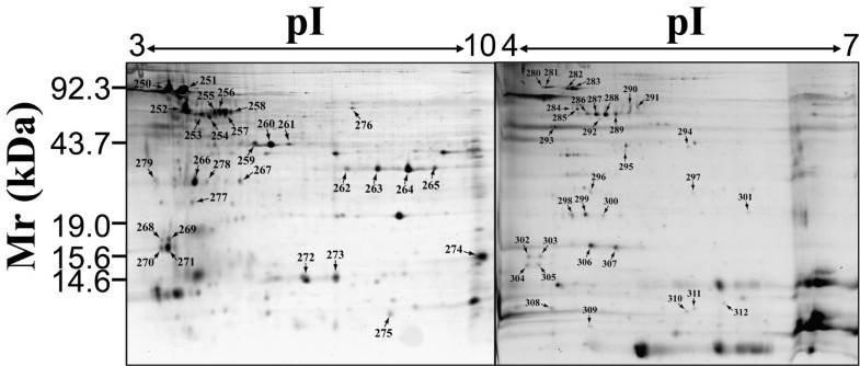 Identification and bioinformatic analysis of the membrane proteins of
