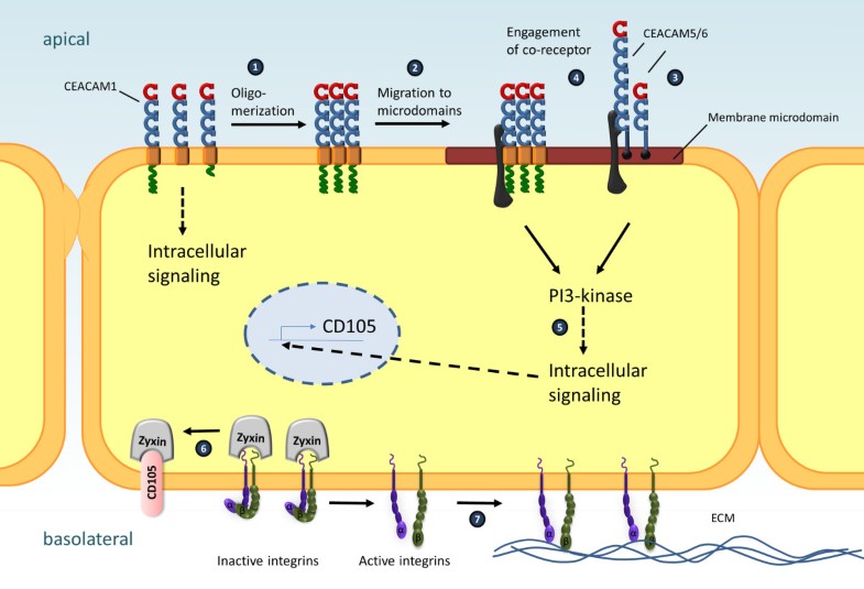 Signaling by epithelial members of the CEACAM family mucosal docking
