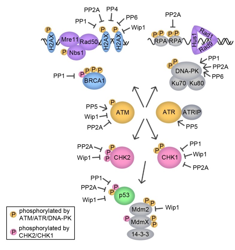 Phosphatases in the cellular response to DNA damage | Cell ...