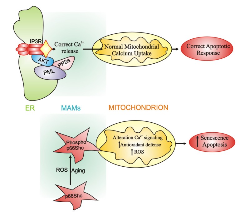 Calcium signaling around Mitochondria Associated Membranes (MAMs ...