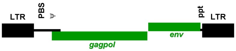 The use of retroviral vectors for gene therapy-what are the risks? A