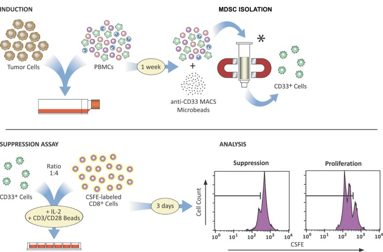 Functional characterization of human Cd33+ And Cd11b+ myeloidderived