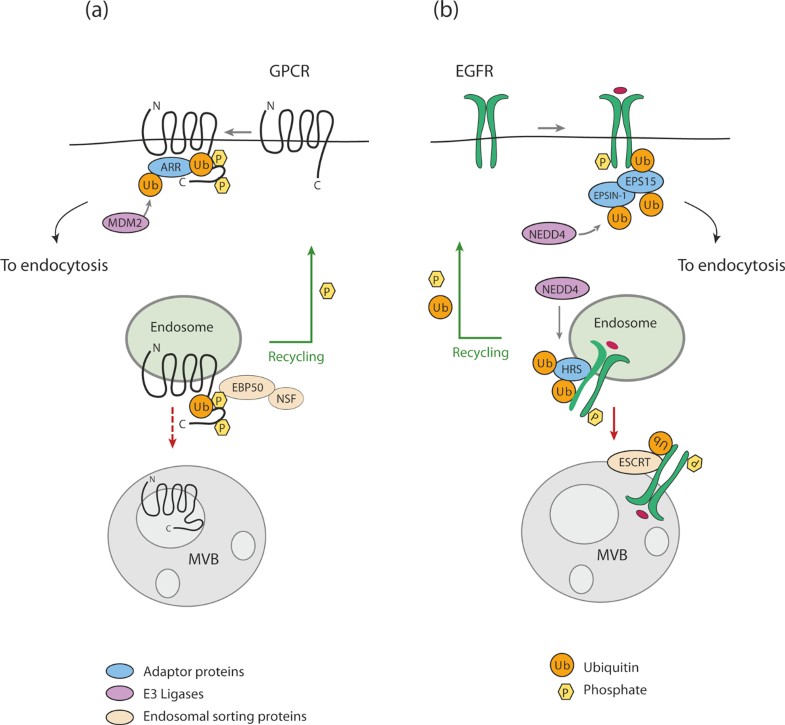 Signalingmediated control of ubiquitin ligases in endocytosis Biology Diagrams
