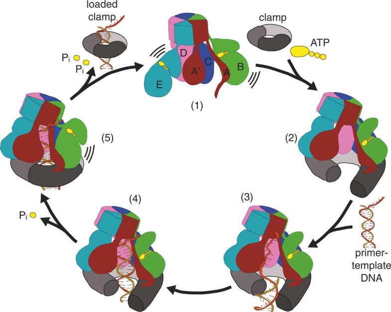 Clamp loader ATPases and the evolution of DNA replication machinery