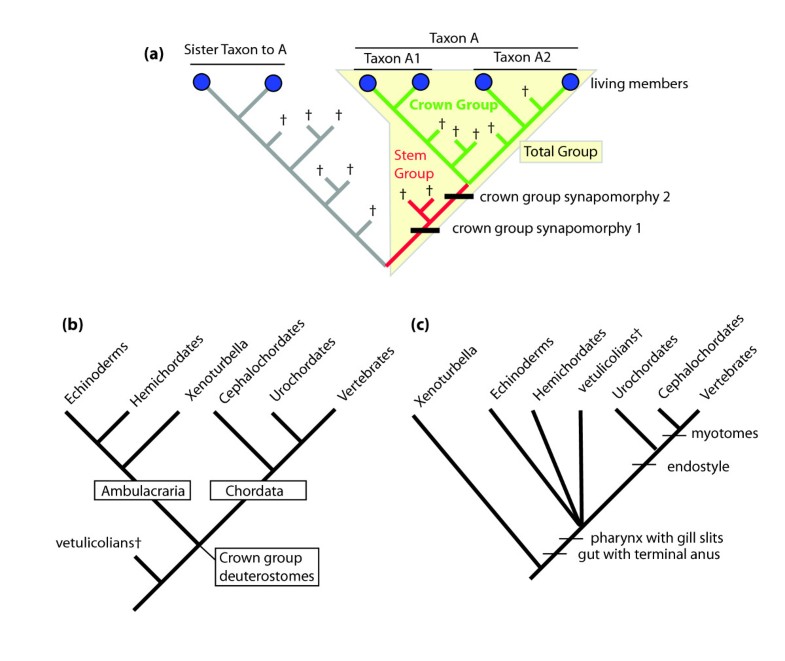 What Do All Deuterostomes Have In Common? Cambrian problematica and the diversification of deuterostomes | BMC