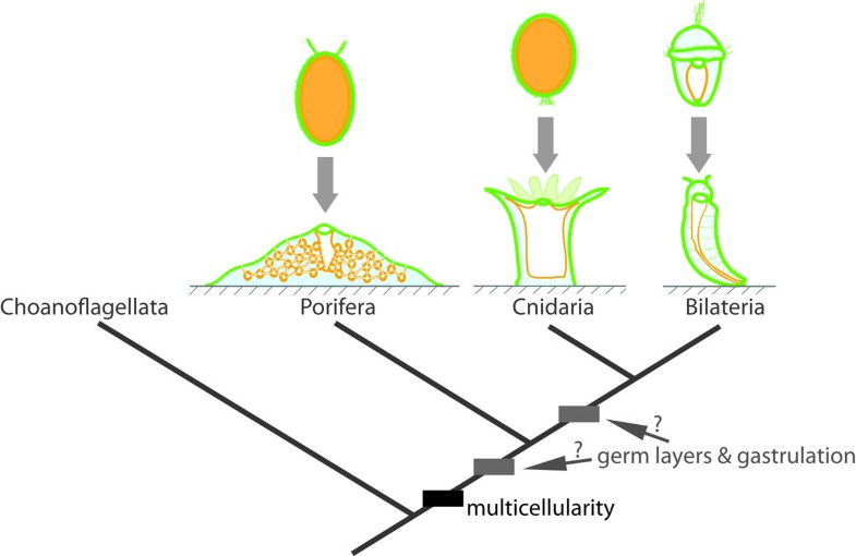 Evolutionary origin of gastrulation insights from sponge development