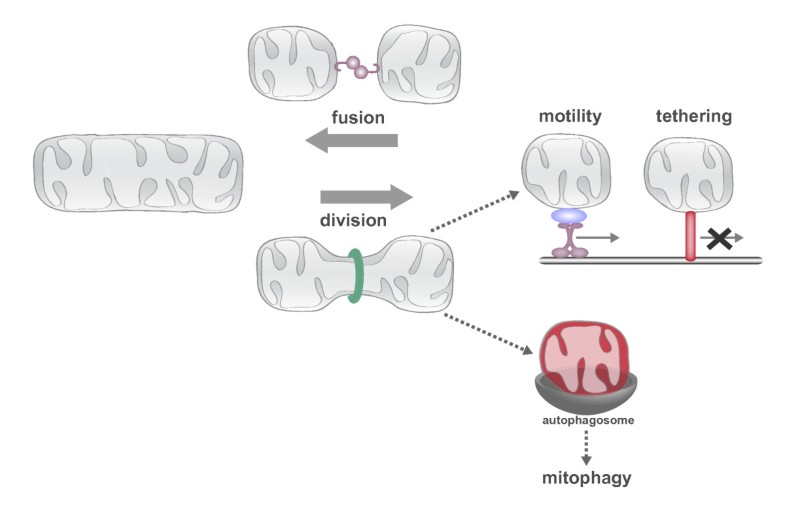 Shaping the dynamic mitochondrial network | BMC Biology | Full Text