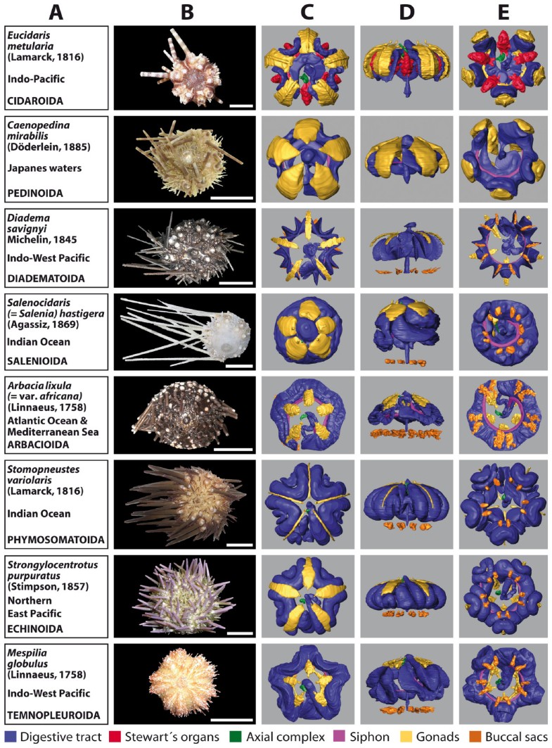 Systematic comparison and reconstruction of sea urchin (Echinoidea