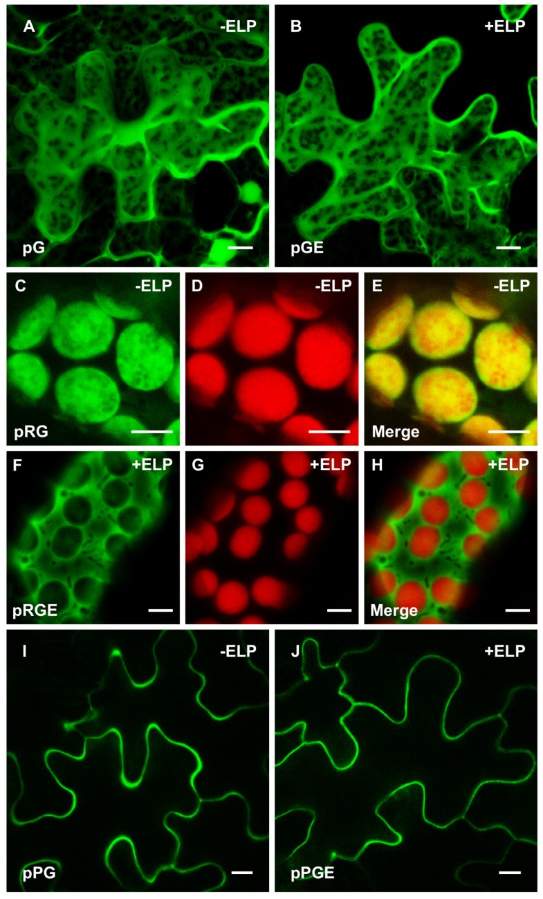 Induction of protein body formation in plant leaves by elastinlike