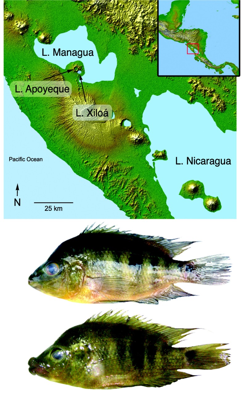 Rapid sympatric ecological differentiation of crater lake cichlid fishes within historic times