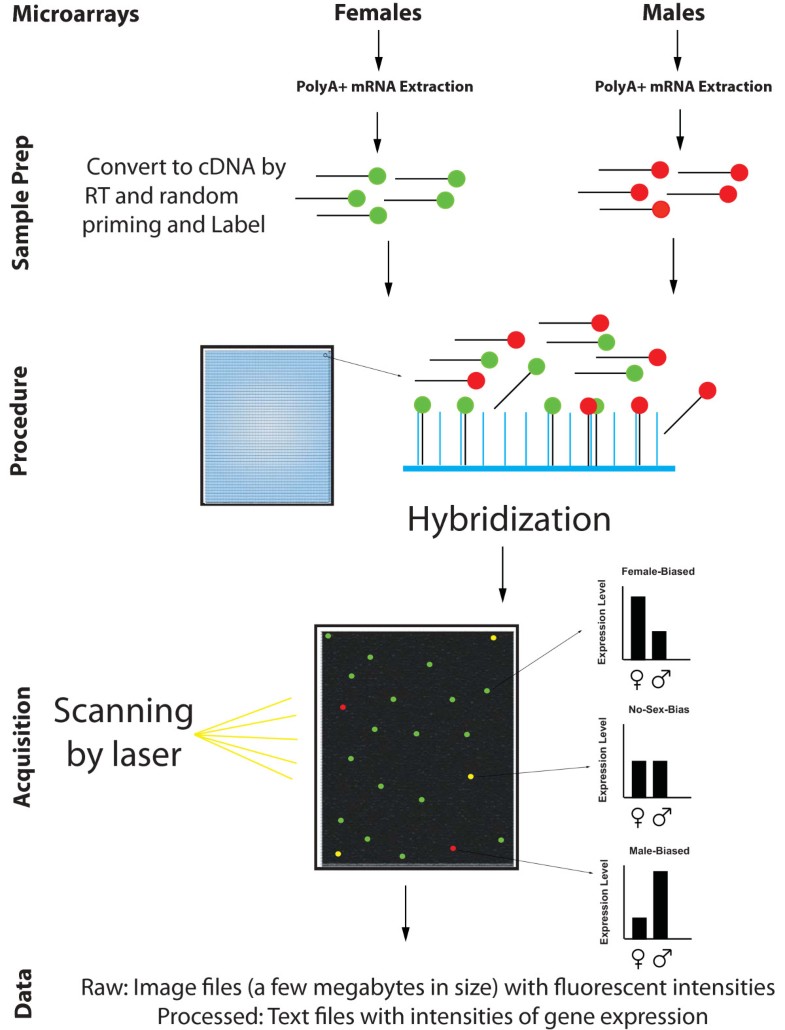 Microarrays, deep sequencing and the true measure of the transcriptome