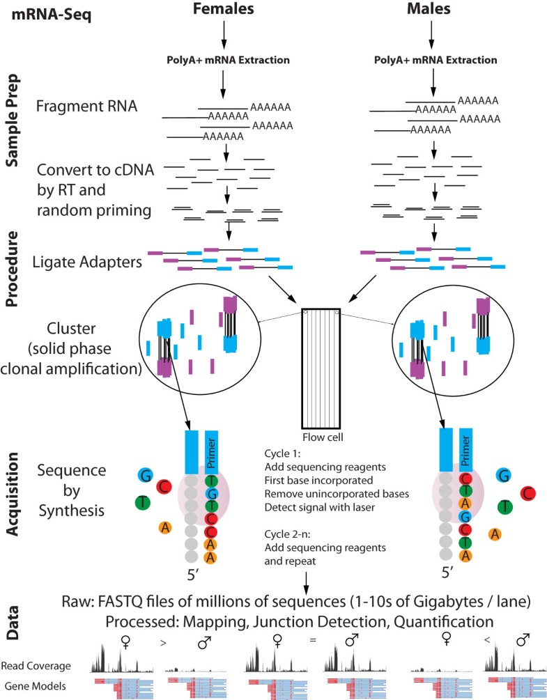 Microarrays, deep sequencing and the true measure of the transcriptome