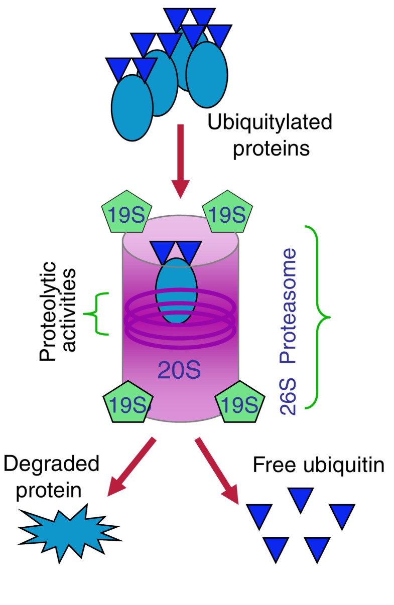Proteasome inhibition, the pursuit of new cancer therapeutics, and the