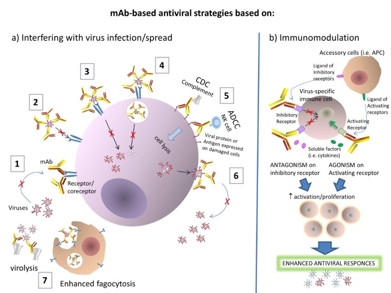 Clinical development of monoclonal antibodybased drugs in HIV and HCV
