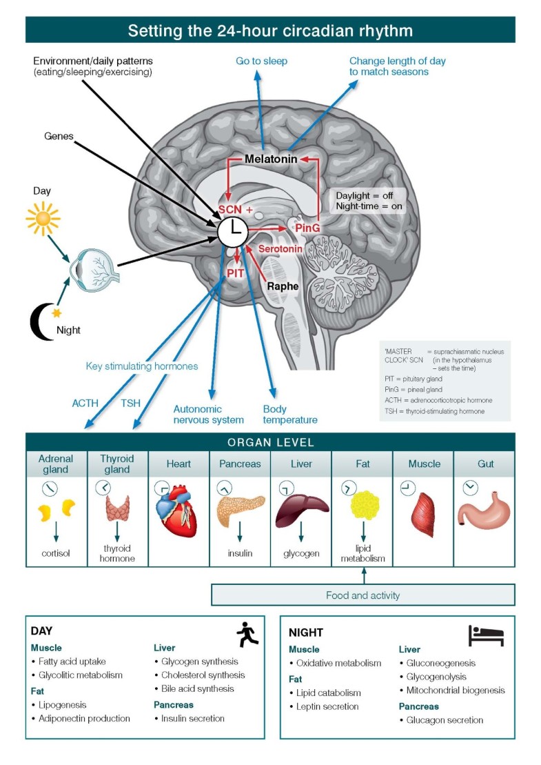 Manipulating the sleep-wake cycle and circadian rhythms to improve