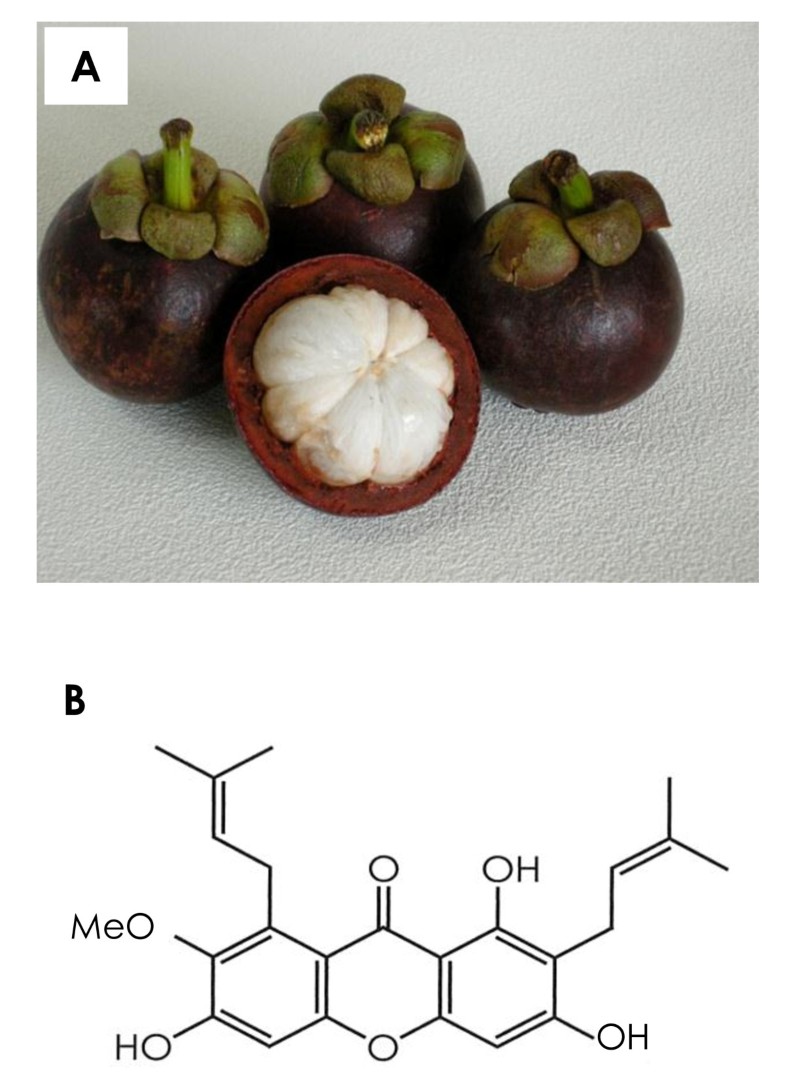 αMangostin extracted from the pericarp of the mangosteen (Garcinia