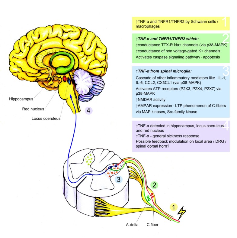 Tnf-α And Neuropathic Pain - A Review 