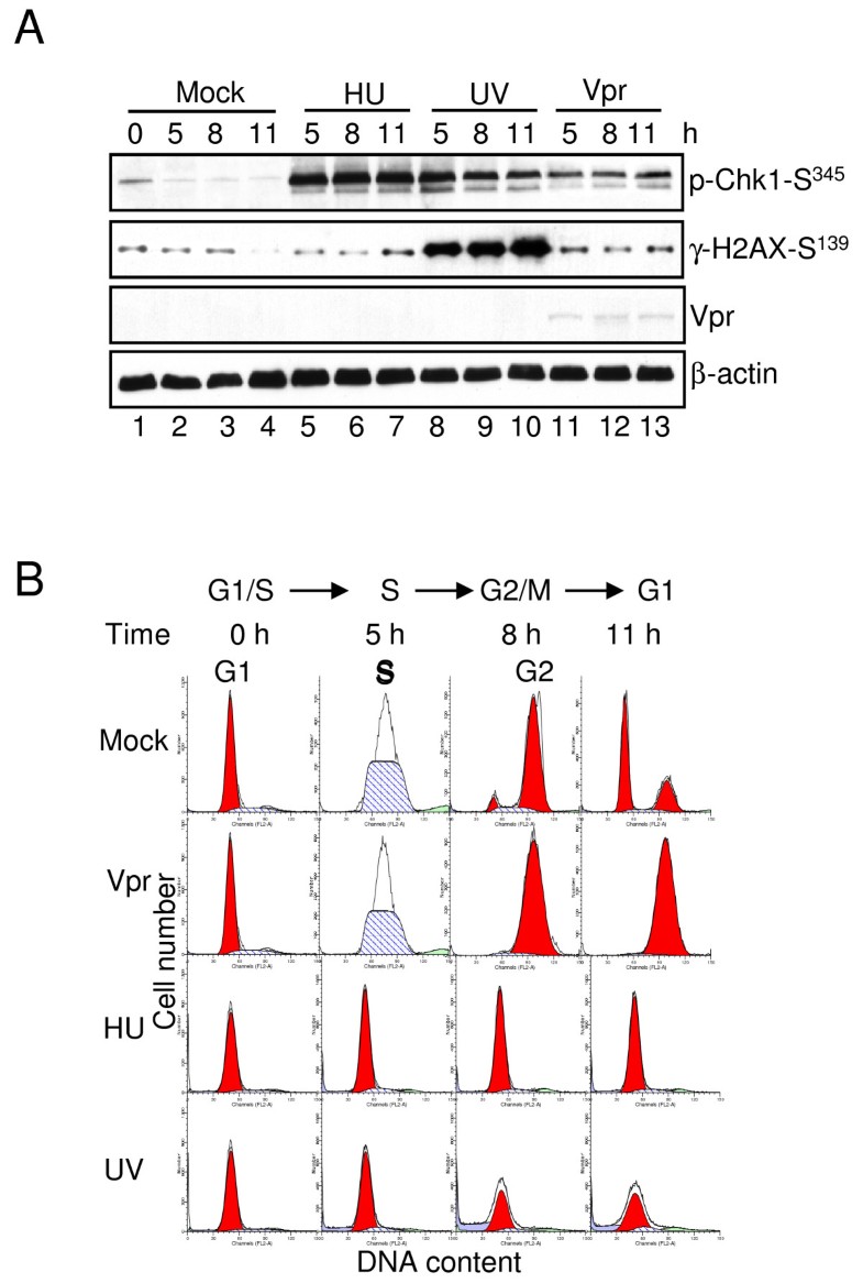 Cell cycle G2M arrest through an S phase Biology Diagrams