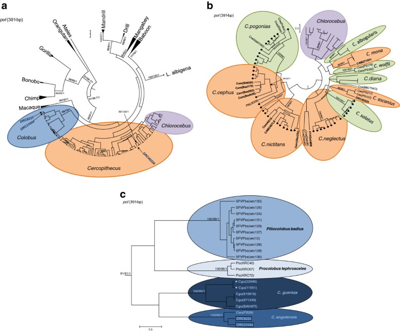 Novel simian foamy virus infections from multiple monkey species in