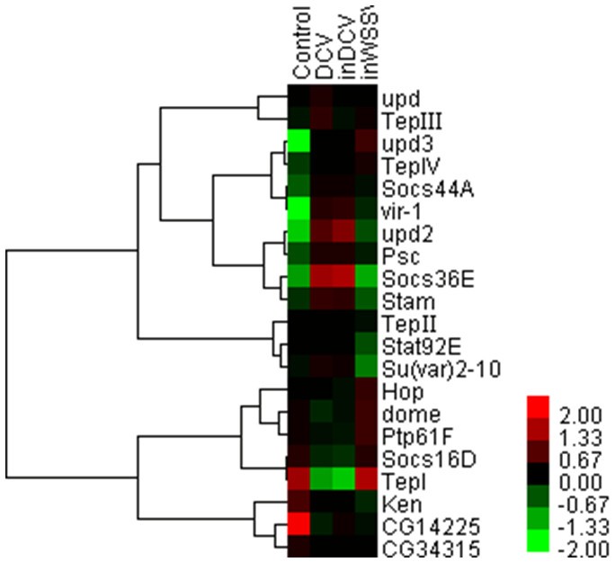 Transcriptional profiling of Drosophila S2 cells in early response to