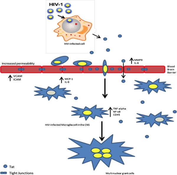 Roles and functions of HIV1 Tat protein in the CNS an overview