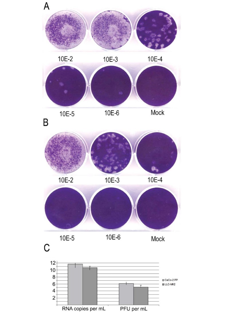 Plaque assay for human coronavirus NL63 using human colon carcinoma