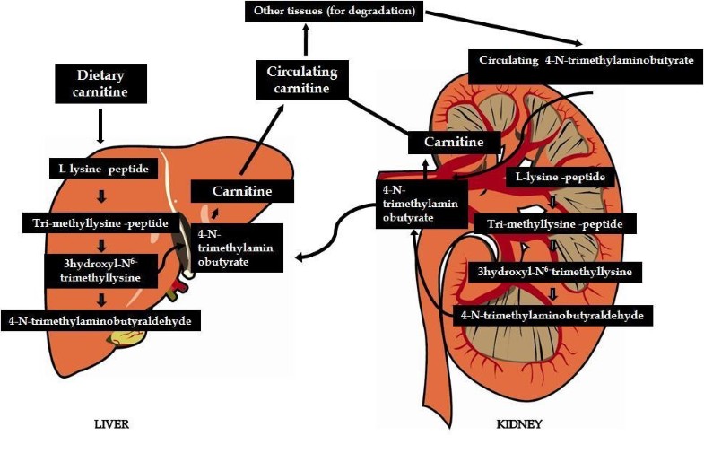 Role of carnitine in disease Nutrition & Metabolism Full Text