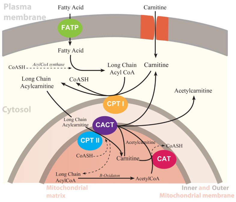 Role of carnitine in disease Nutrition & Metabolism Full Text