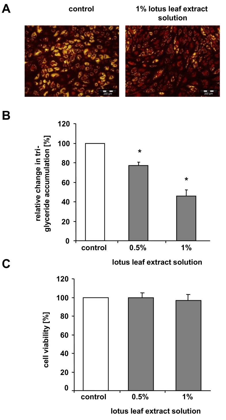 Lotus leaf extract and Lcarnitine influence different processes during
