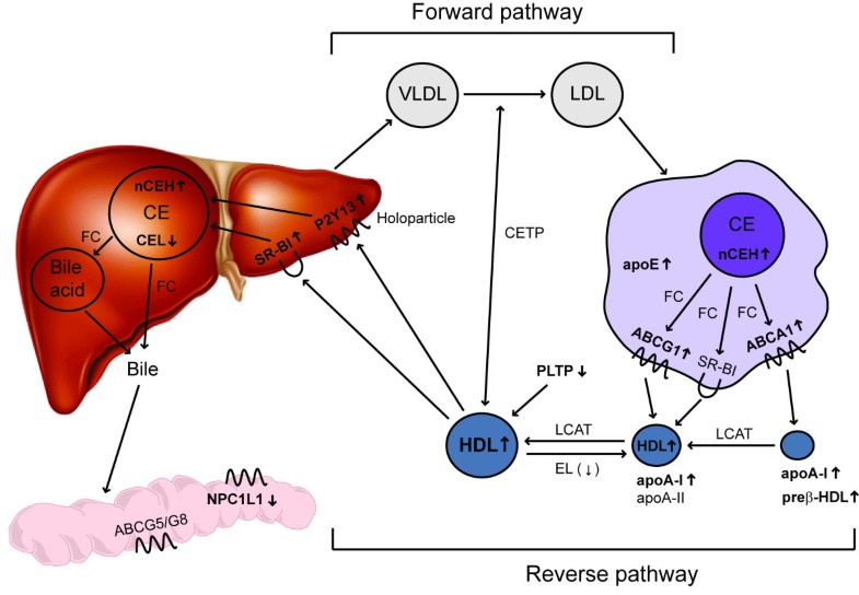 Regulation of reverse cholesterol transport a comprehensive appraisal