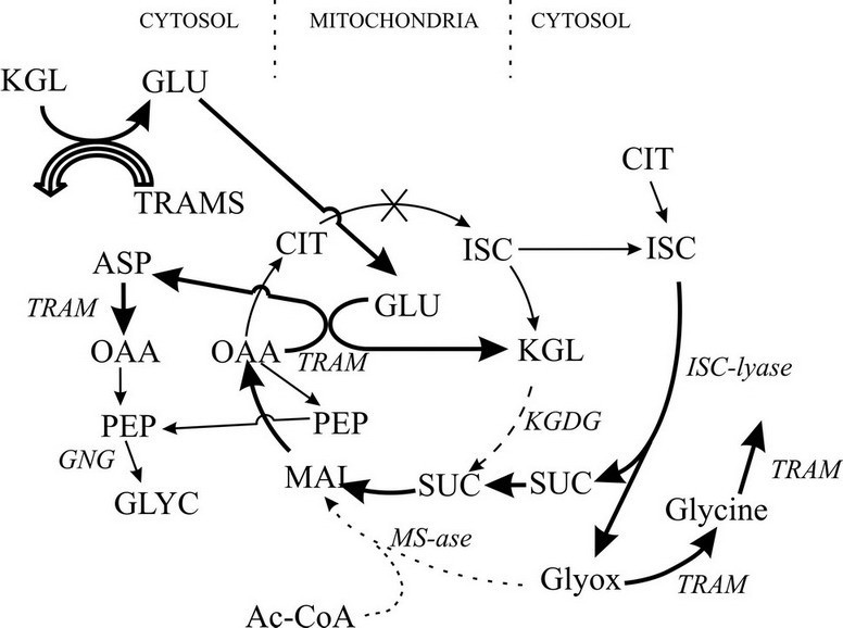 Evolution of glyoxylate cycle enzymes in Metazoa: evidence of multiple
