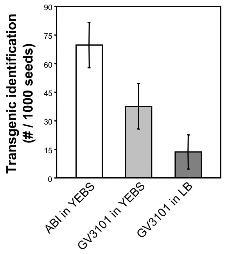 Protocol Streamlined subprotocols for floraldip transformation and