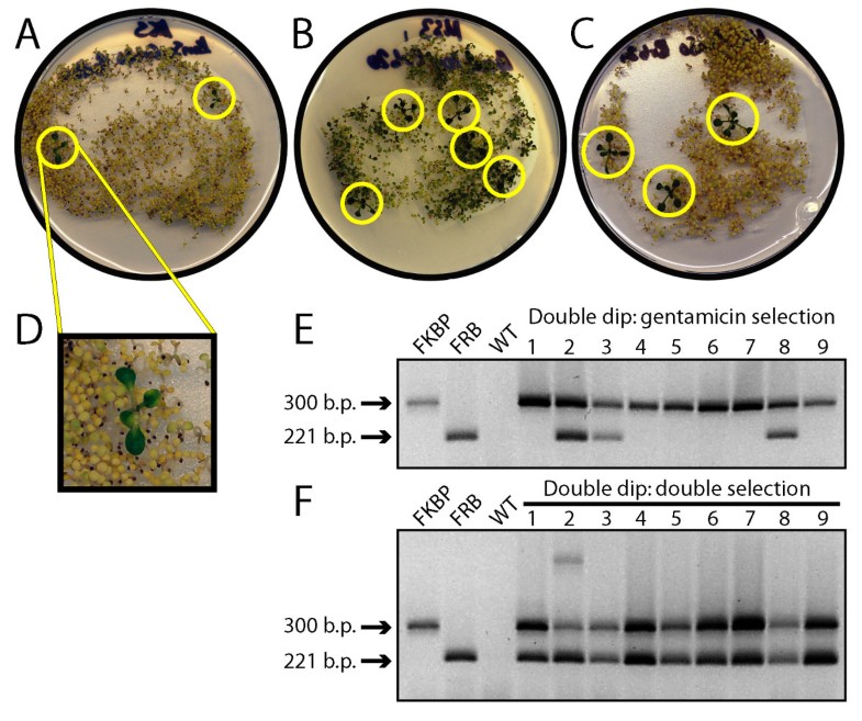 Protocol Streamlined subprotocols for floraldip transformation and